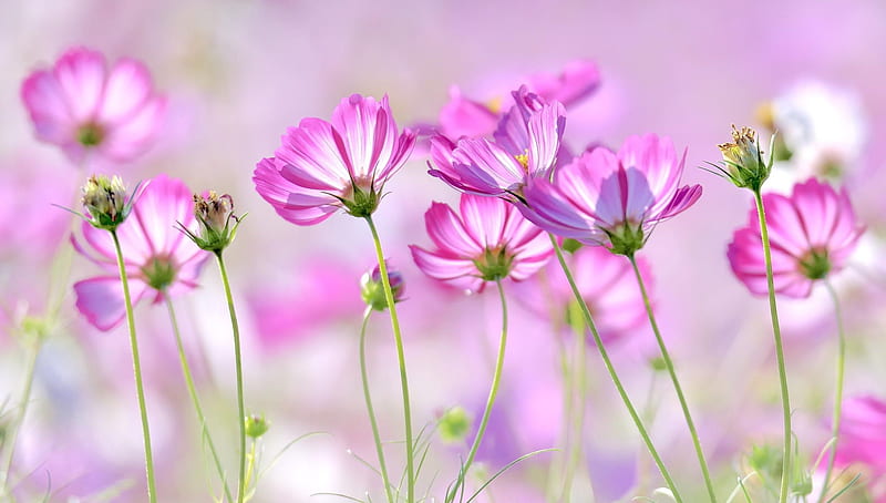 Pink spring flowers, Pink, Flowers, Garden, Nature, Cosmos, HD ...