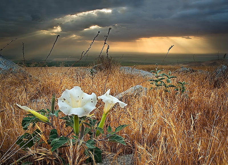 End of Summer, flowers, lily, fields, r, sunset, white, clouds, sky, HD wallpaper