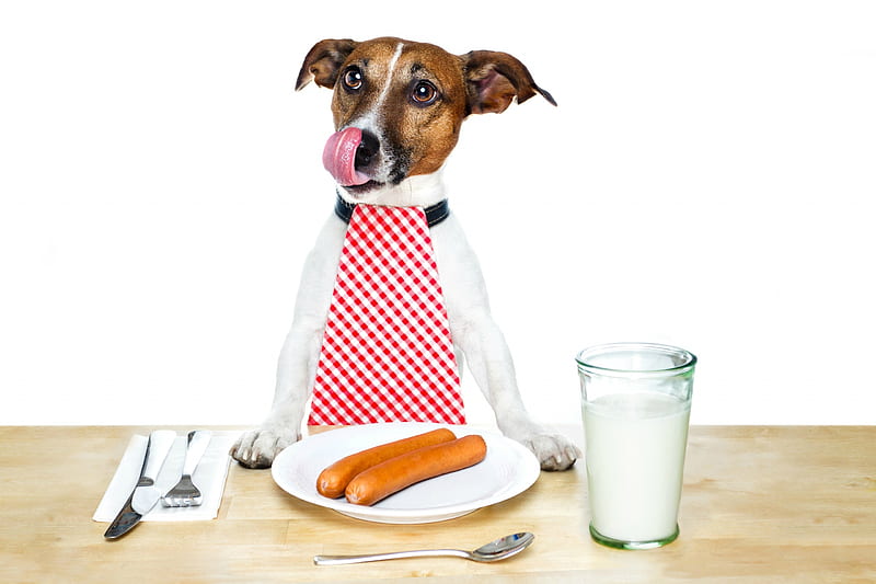 Breakfast, food, caine, tongue, cute, glass, jack russell terrier, milk, funny, morning, pink, puppy, dog, HD wallpaper