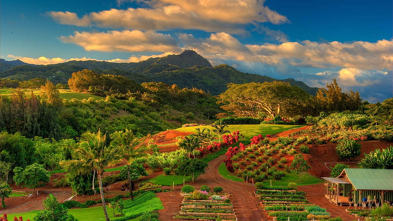 garden center in kauai hawaii, center, forest, mountains, clouds, garde, HD wallpaper