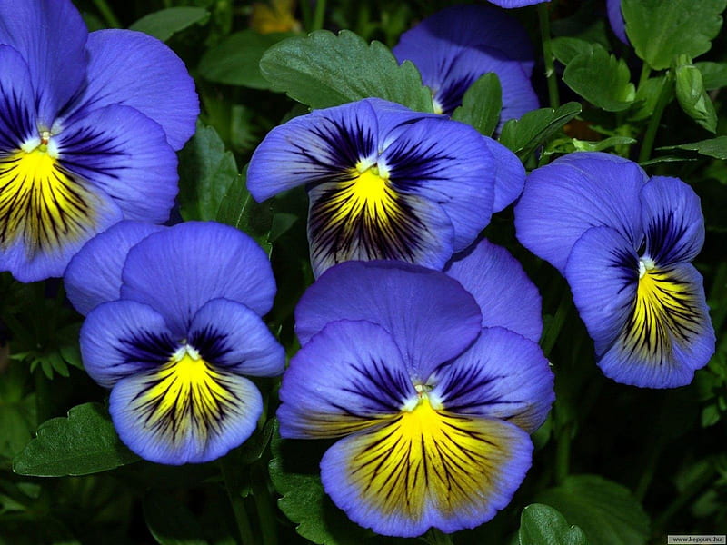 -Pansies, blu, flowers, yellow, bonito, pansy, HD wallpaper