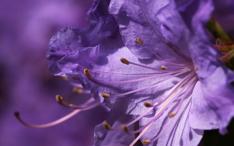 Purple flower, purple, macro, flower, lily, beauty, petals, HD wallpaper