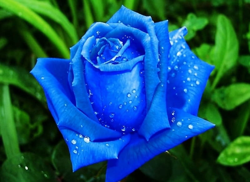 Rain-drenched Blue Rose, rain drenched, blue flower, flowers, nature, rain, blue rose, blue, HD wallpaper