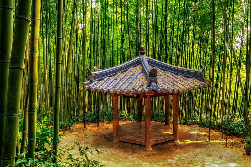 Bamboo Forest, Damyang, Korea, refuge, trees, green, foliage, HD wallpaper