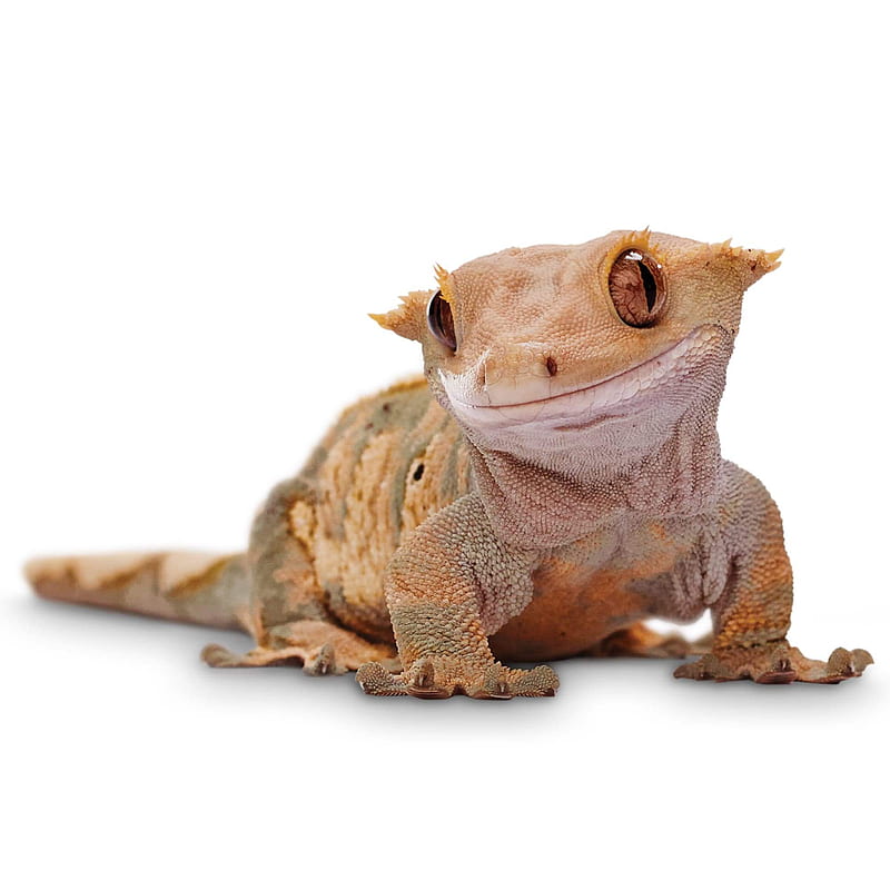 Crested gecko, frog, lizard, HD phone wallpaper