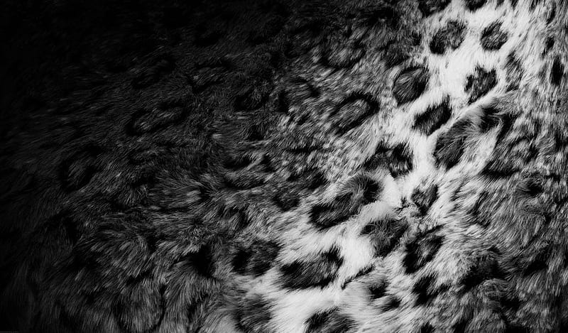 Snow Leopard, leopard, snow, black, white, abstract, animals, HD wallpaper
