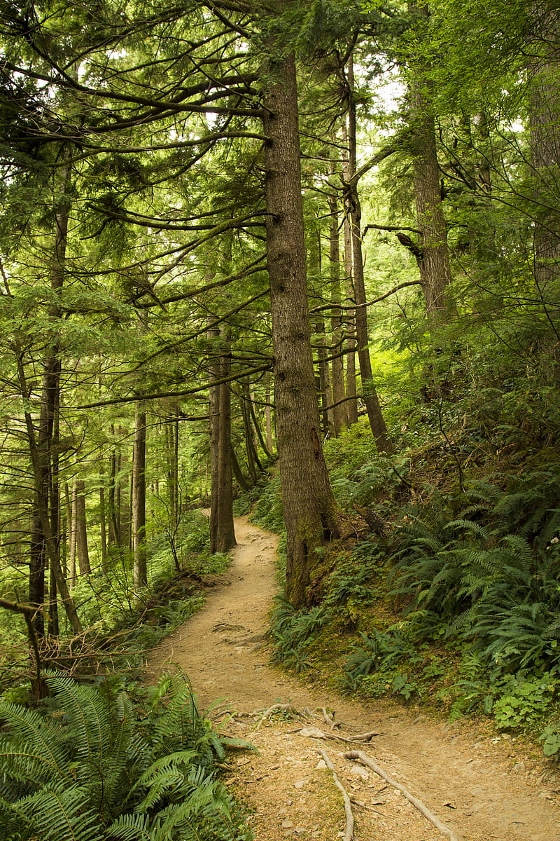 path, trees, forest, fern, HD phone wallpaper
