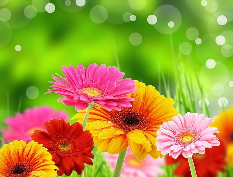 Pretty gerberas, pretty, gerberas, lovely, background, flowers, bonito ...