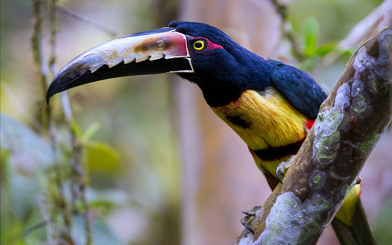 Collared Aracari Tropical Bird, Tropical, Colorful, Animals, Birds, HD