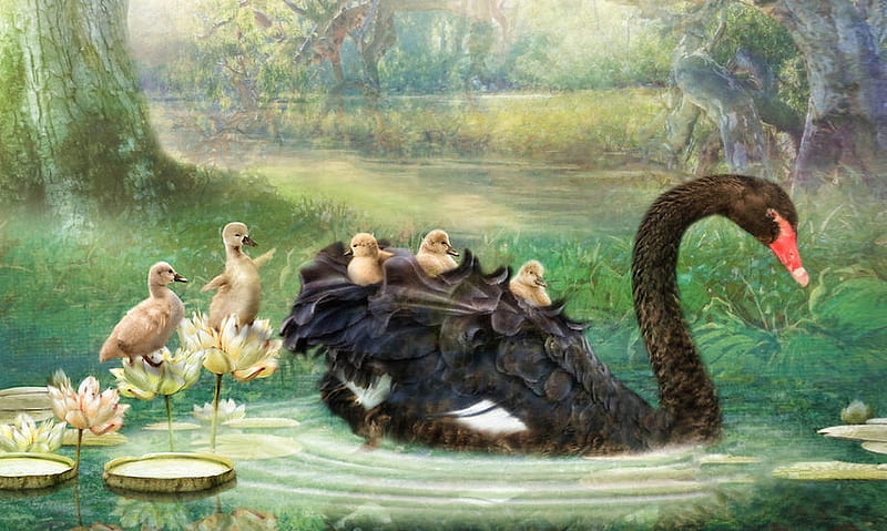 Black Swan With Her Babies, Black swan, drawing, Water, painting, ducklings, sweet, HD wallpaper