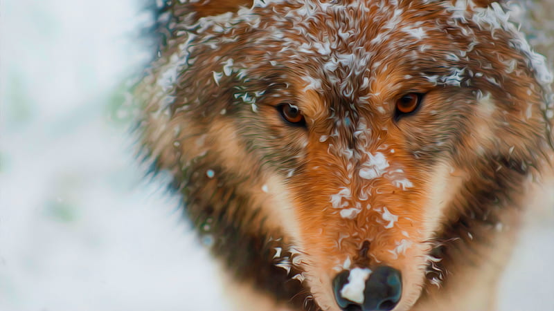 Animal Wolf Face With Snow Animals, HD wallpaper