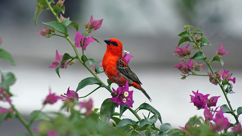 Red Black Beak Bird Is Standing On Pink Flowers Plant In Blur Background Birds, HD wallpaper