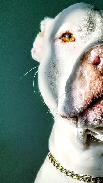 Pitbull, animal, bull, bulldog, dog, pit, pit bull, puppies, HD phone  wallpaper | Peakpx