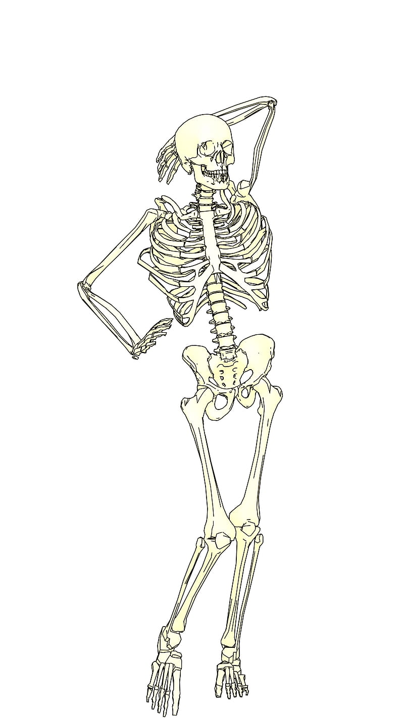 Skeleton Model, 3d, bones, female, funny, human, plain, pose, sketch, HD phone wallpaper