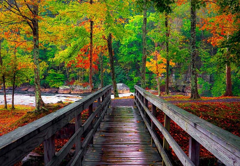 Forest bridge, pretty, forest, colorful, fall, autumn, lovely, falling,  bonito, HD wallpaper | Peakpx
