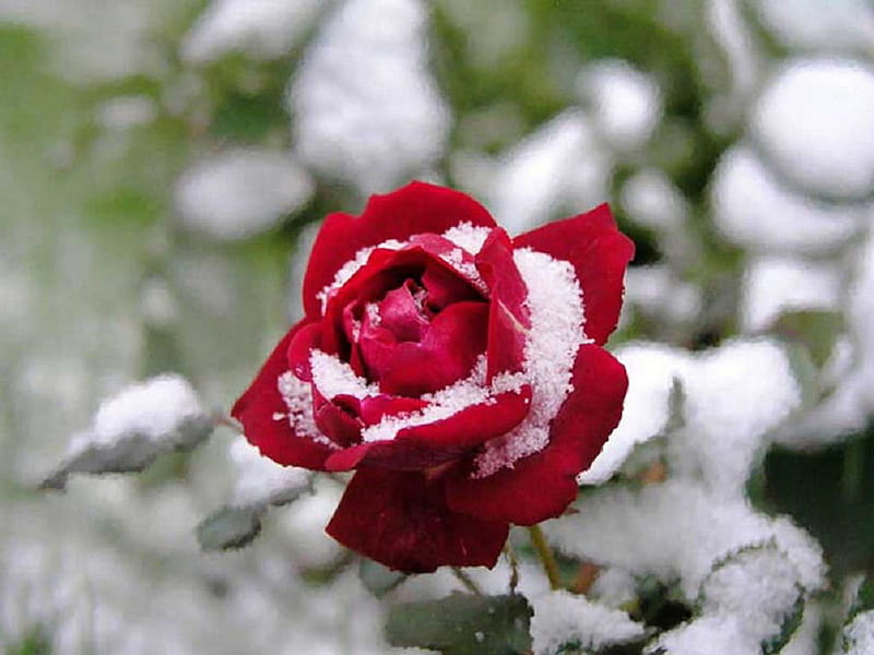 Snow Queen for my friend Kendra :), red, rose, soft, snow, flowers, nature, petals, white, delecate, HD wallpaper
