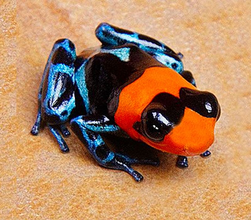 Orange and Blue Pilot Poison Dart Frog, black, vivid, bright, tan, bold, orange, colorful, pilot, blue, vibrant, HD wallpaper