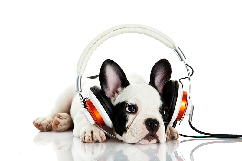 Music lover, cute, orange, black, headphones, funny, white, puppy, dog, HD wallpaper