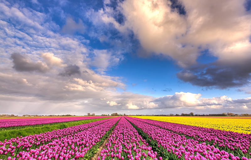 field, clouds, flowers, blue, beauty, positive, spring, yellow, tulips, pink, the beds, Netherlands, flowering, a lot, the ranks, flower field for , section пейзажи, Spring Flower Fields, HD wallpaper