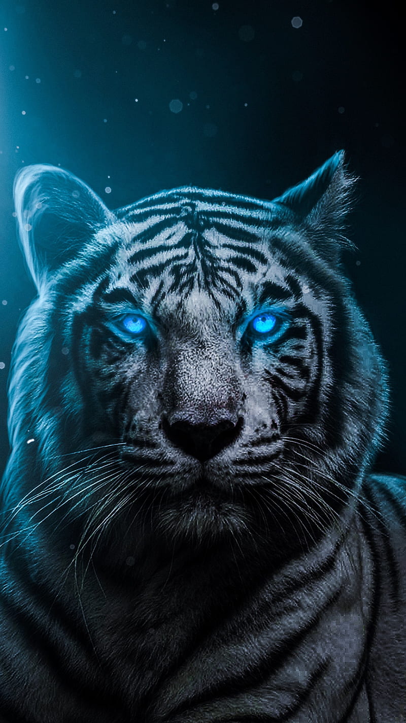 Blue eyes, animal, face, tiger, white, wild, HD phone wallpaper | Peakpx