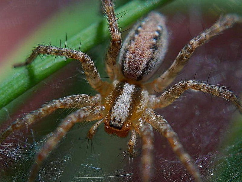 SPOOKY SPIDER, creepy, spider, legs, eight, HD wallpaper