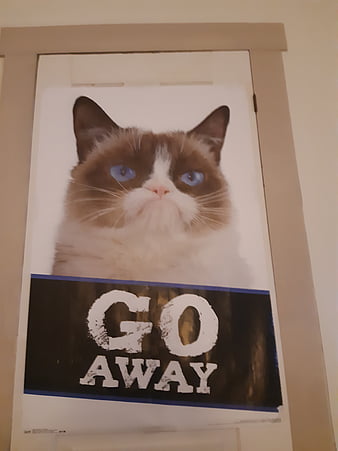 Go Away Cat Poster Cats Get Out Of Here Hd Mobile Wallpaper Peakpx