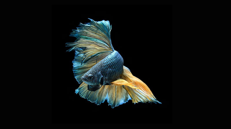 Betta Fish, fish, pretty, graphy, betta, golden, black, aqua, HD wallpaper