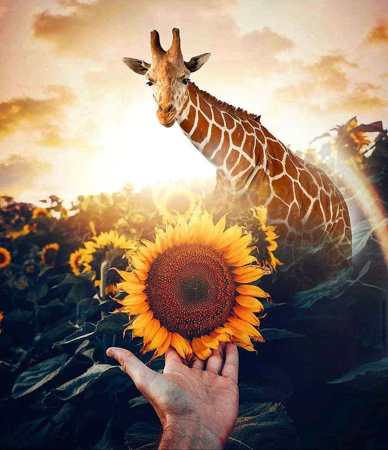 Moath bataineh, giraffe, sunflower, sunflowers, HD phone wallpaper