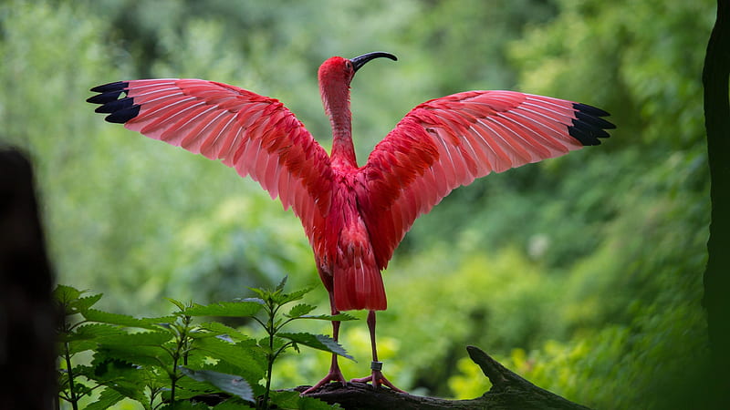 Ibis, wings, bird, green, feather, pasare, pink, HD wallpaper