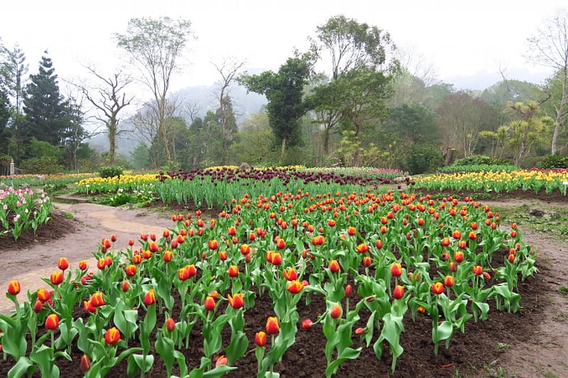Tulip Garden, Tulipa, Herbaceous plants, garden, tree, HD wallpaper
