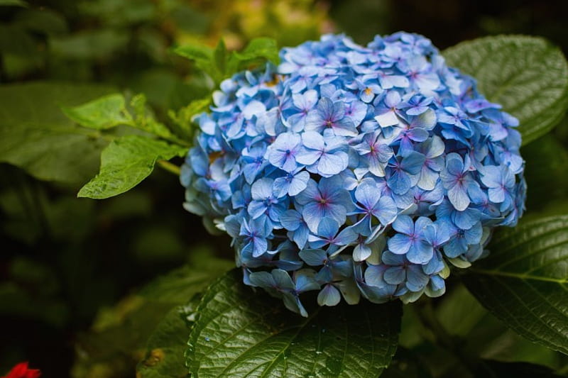 hortensia azul *, flor, flores, naturaleza, azul, Fondo de pantalla HD |  Peakpx