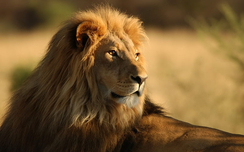 lion observing-wild animals, HD wallpaper