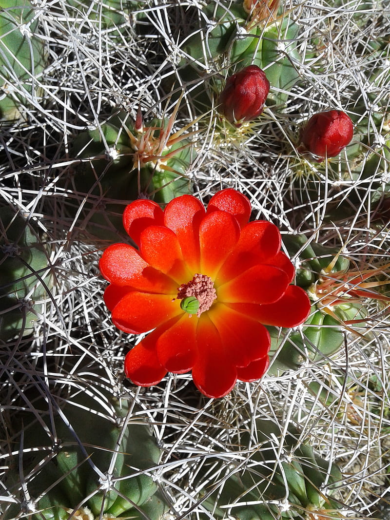 Cactus flowers, early morning, flower, red, HD phone wallpaper