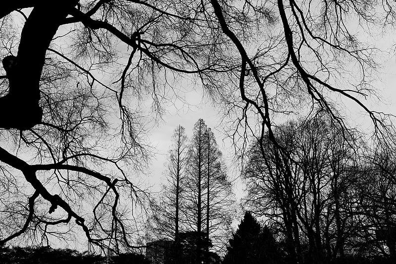 trees, branches, bw, sky, HD wallpaper