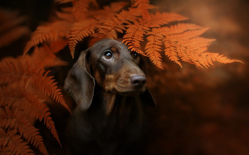 dachshund, cute brown dog, pets, autumn, yellow leaves, dogs, HD wallpaper