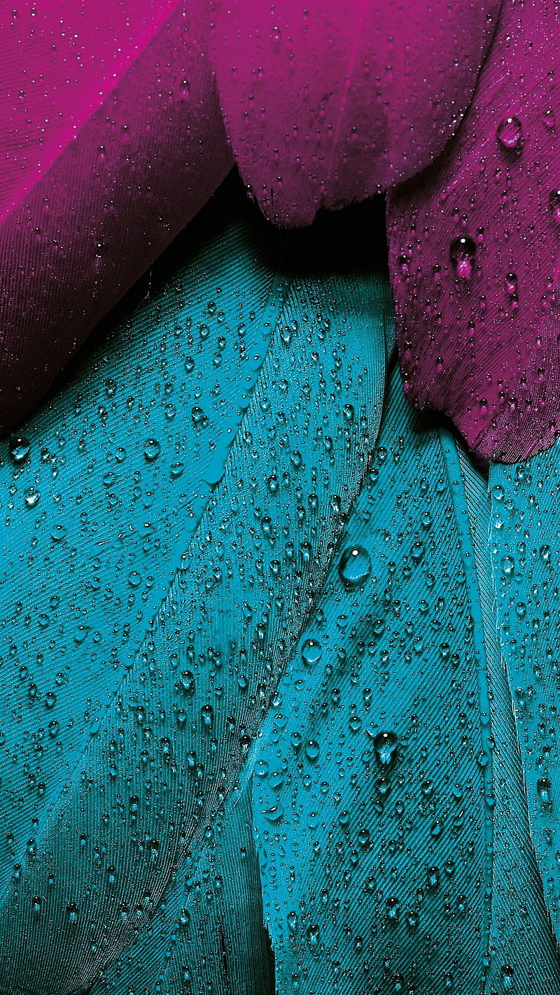 drops, bird, feather, rain, water, HD phone wallpaper