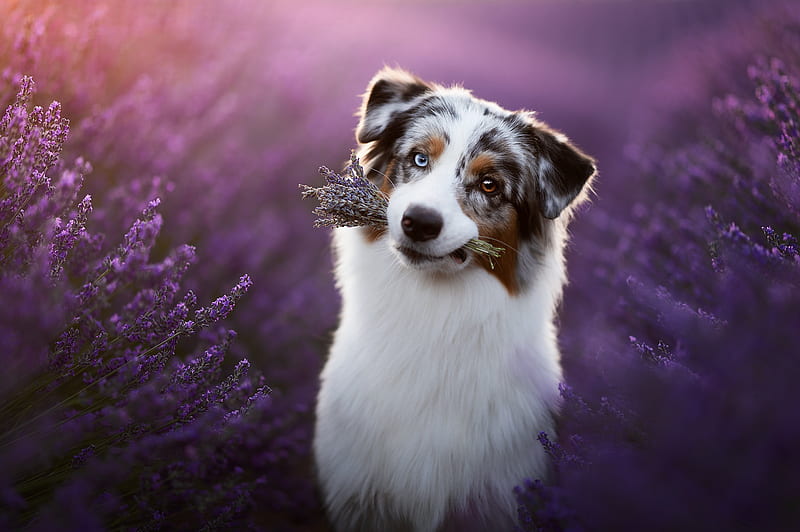 Dogs, Australian Shepherd, Dog, Lavender, Pet, Purple Flower, HD wallpaper