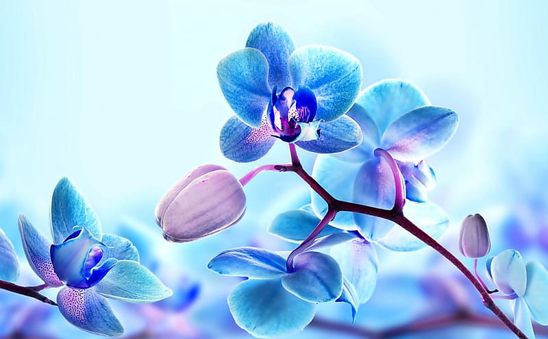 Blue orchids, flowers, nature, orchids, Blue, HD wallpaper |