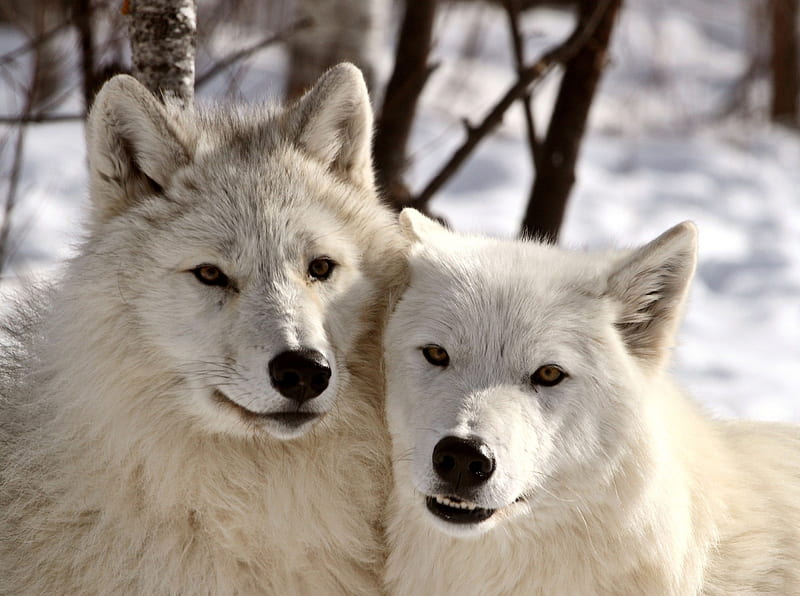 Arctic Wolves, predators, snow, wildlife, nature, pair, winter, HD ...