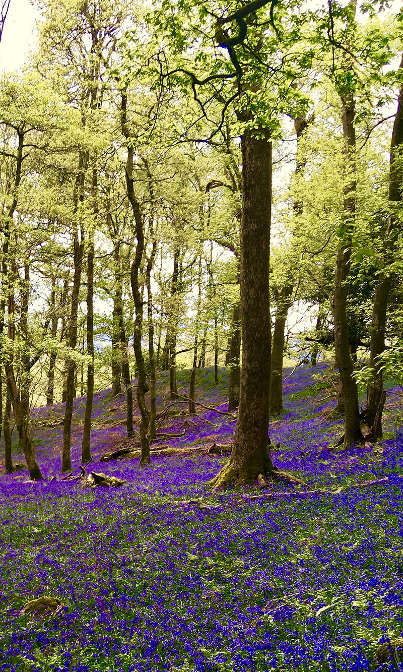 Bluebells, forest, spring, HD phone wallpaper
