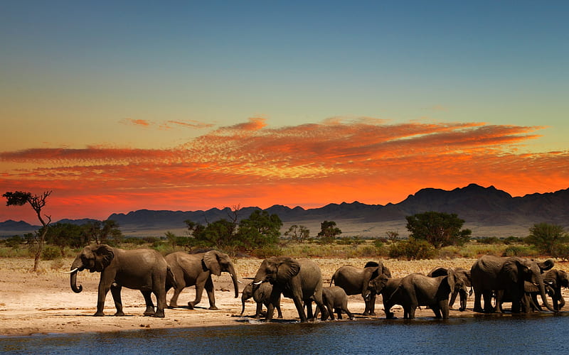 Elephants, Africa, sunset, savannah, wildlife, herd of elephants, HD wallpaper