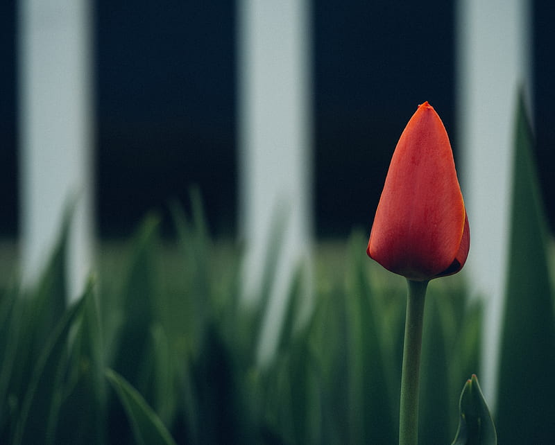 selective focus graphy of red tulip flower, HD wallpaper