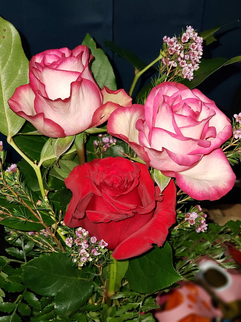Roses, clown roses, flowers, nature, pink, red roses, rose, HD phone wallpaper
