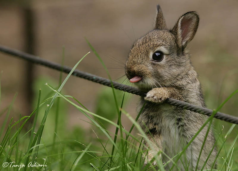 bunny, cute, little, wild, baby, meadow, sweet, HD wallpaper