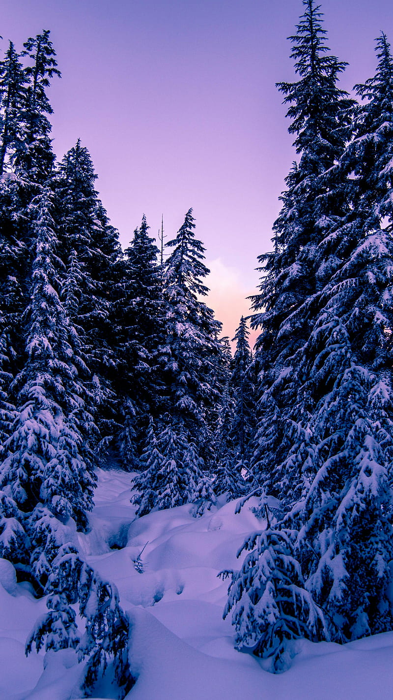 Orman, forest, winter, HD phone wallpaper