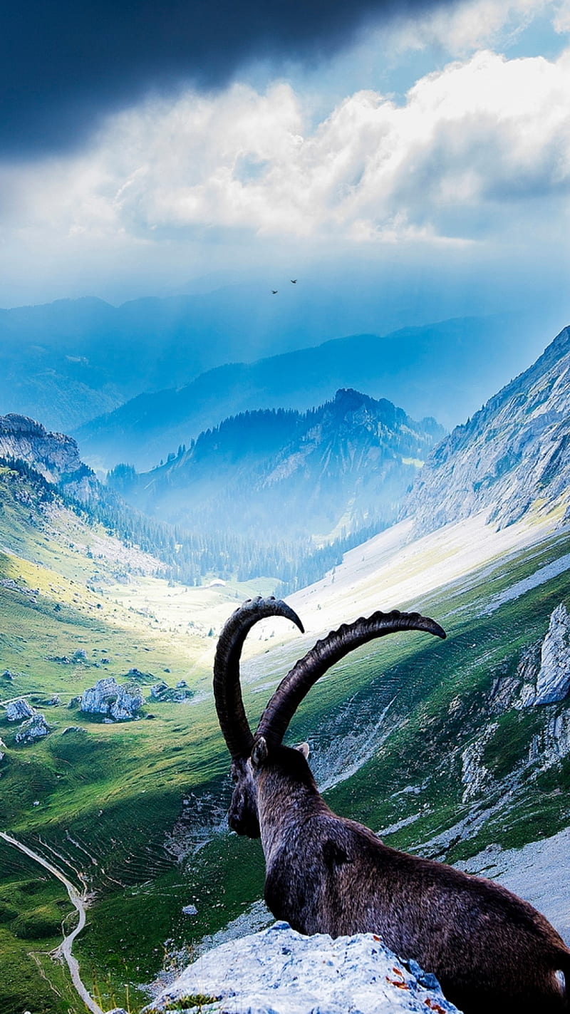 Pilatus Goat, bonito, blue, life, love, mountain, nature, sky, snow, HD phone wallpaper