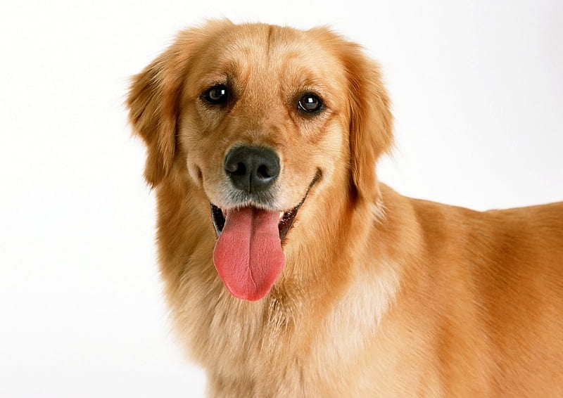 Smile!!, cute, cachorro, animals, puppy, dog, HD wallpaper