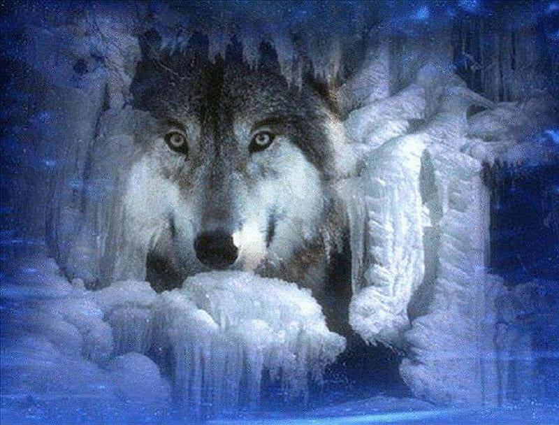 Blue Dreams, fantasy, wolf, abstract, animal, HD wallpaper | Peakpx