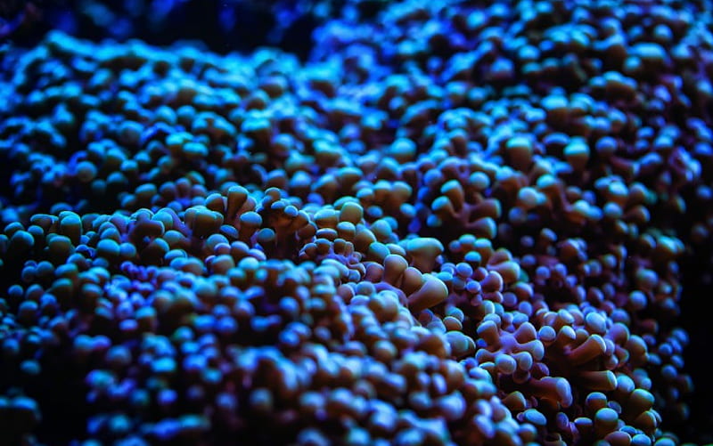 Blue Sea Animone, sea, blue, ocean, anemone, HD wallpaper