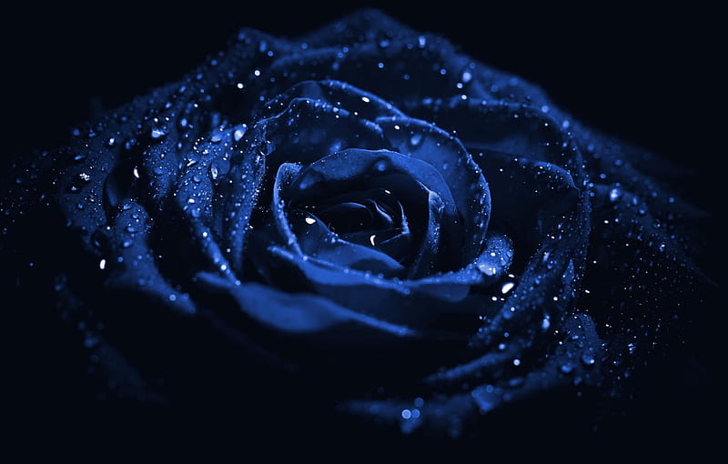 Dark Blue Rose, flower, rose, blue, dark, HD wallpaper | Peakpx